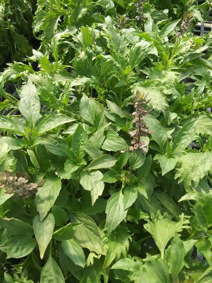 Basil 'Mrihani' - from Rush Creek Growers