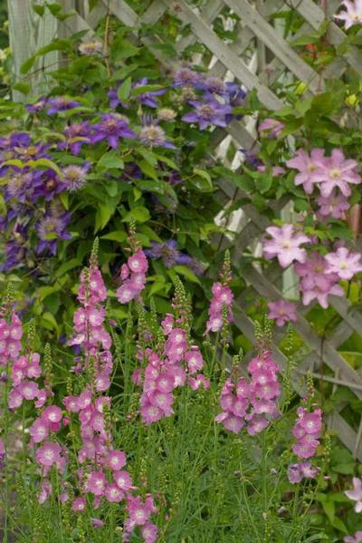Photo courtesy of Missouri Botanical Garden Plant Finder