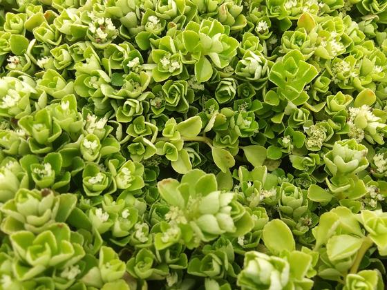 Pilea depressa 'Tiny Tears' - NEW 2021 from Rush Creek Growers