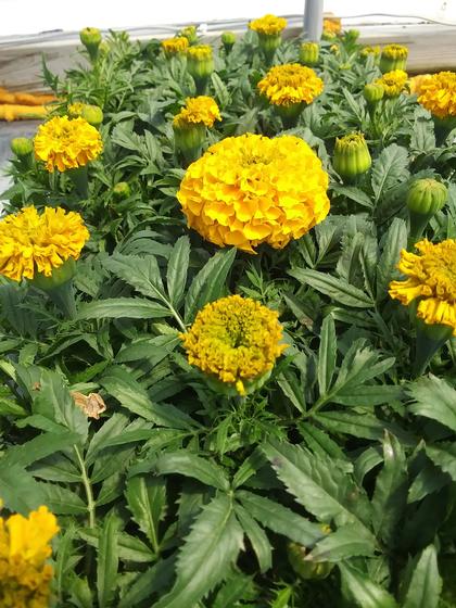 Marigold 'Proud Mari Gold' - from Rush Creek Growers