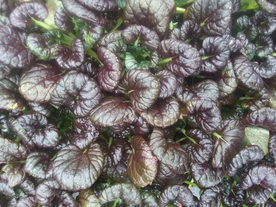 Tatsoi 'Scarlet Red' - from Rush Creek Growers