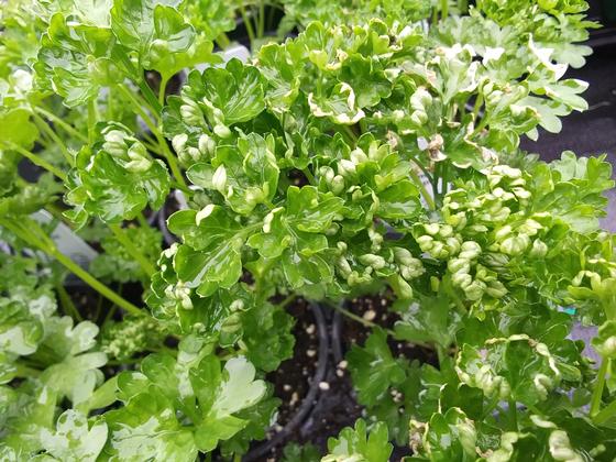 Parsley, Paramount type - from Rush Creek Growers