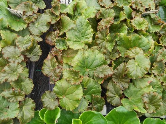 Begonia 'Begonia Dreams® Macarouge' - NEW 2021 from Rush Creek Growers