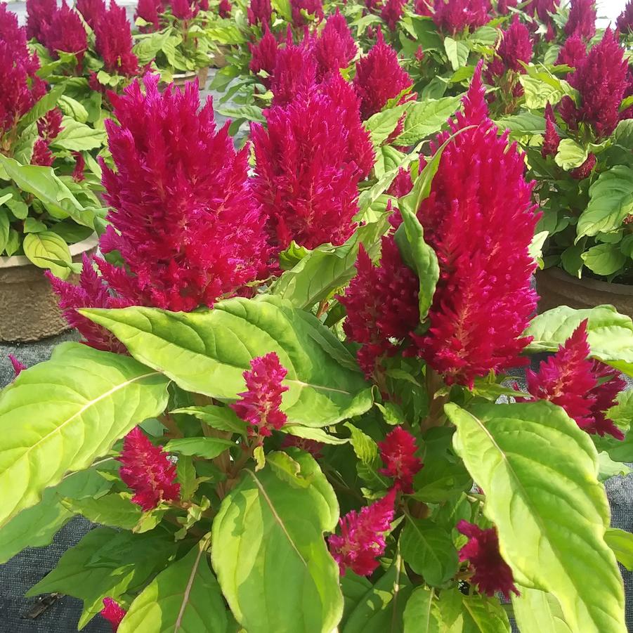 Celosia 'First Flame Purple' - from Rush Creek Growers