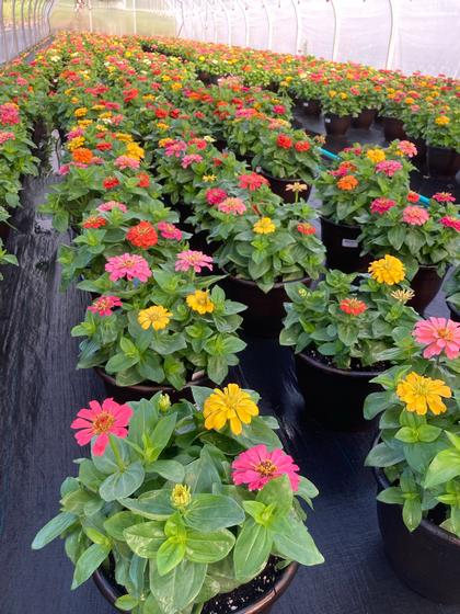 Zinnia 'Magellan Mix' - from Rush Creek Growers