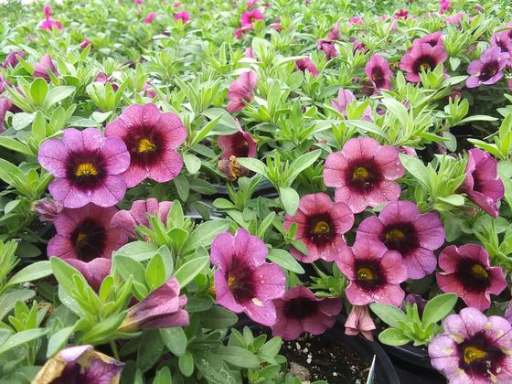 Calibrachoa 'Cruze® Control Grape Delicious' - from Rush Creek Growers