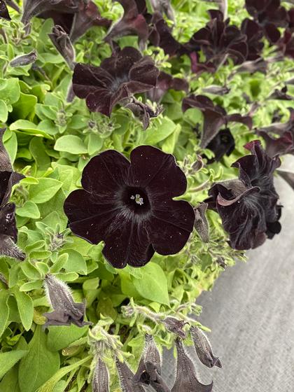 Petunia 'Crazytunia® Black Mamba' - from Rush Creek Growers