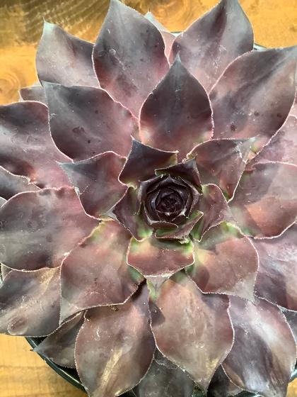 Sempervivum 'Supersemp Onyx' - Hens & Chicks from Rush Creek Growers