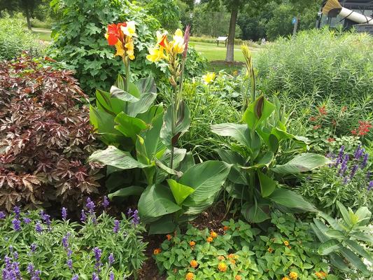 Canna 'Cleopatra' - from Rush Creek Growers