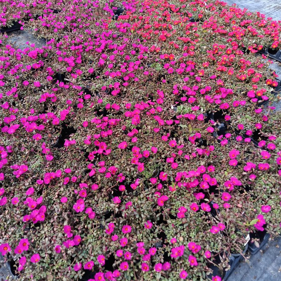 Portulaca PortoGrande 'Magenta' - from Rush Creek Growers