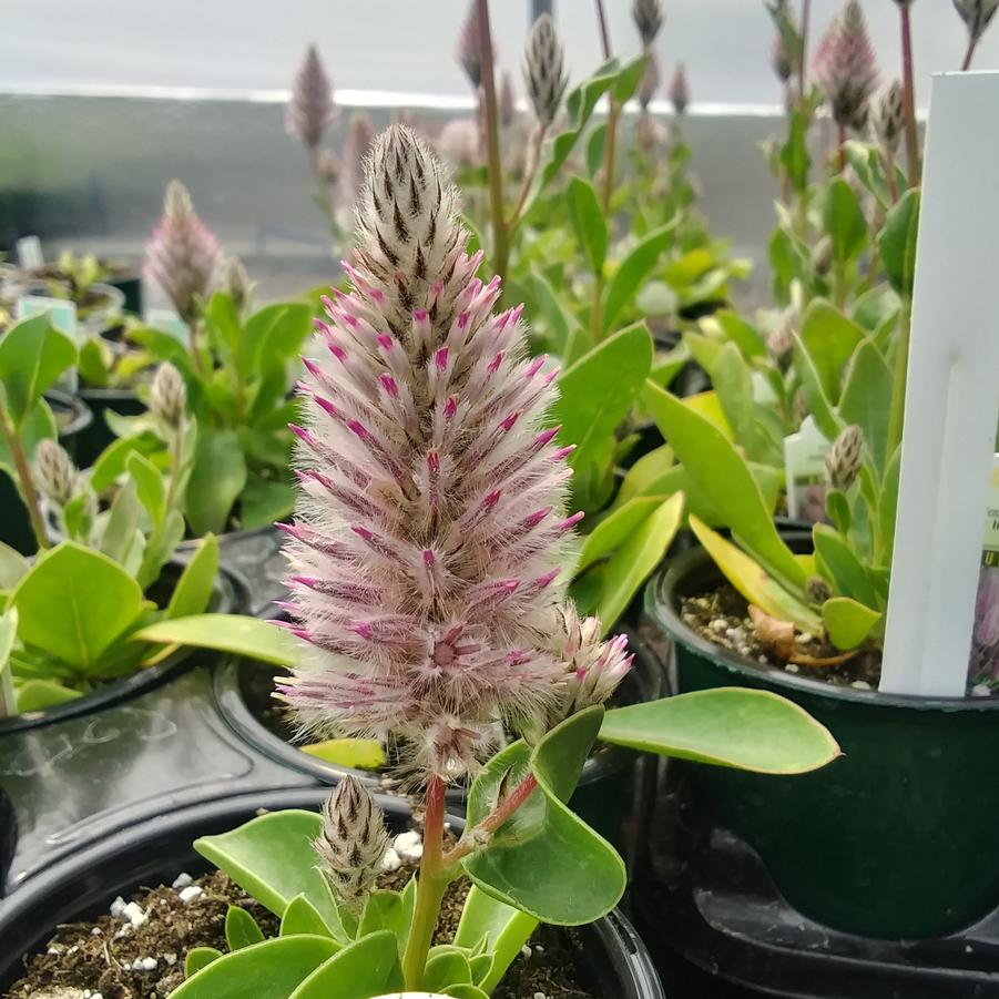 Ptilotus exaltatus 'Joey® ApeX' - from Rush Creek Growers