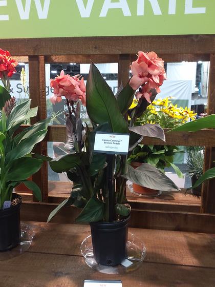 Canna x generalis 'Cannova® Bronze Peach' - NEW 2023 from Rush Creek Growers