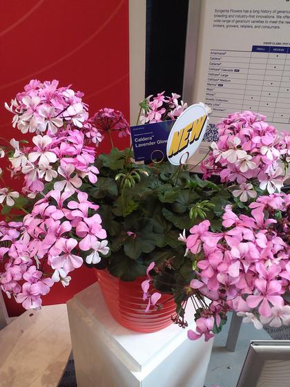 Geranium 'Caldera™ Lavender Glow' - NEW 2023 from Rush Creek Growers