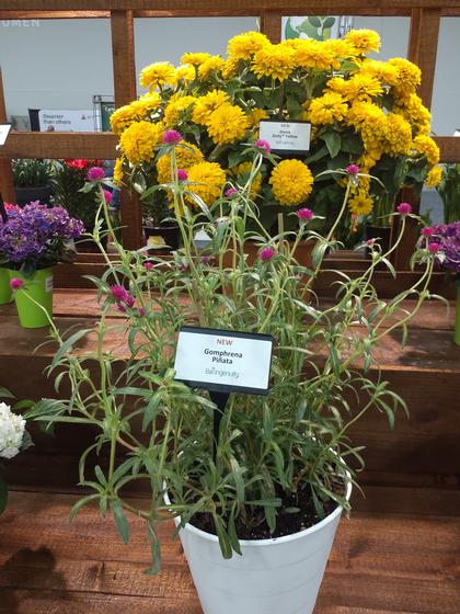 Gomphrena 'Piñata' - NEW 2023 from Rush Creek Growers