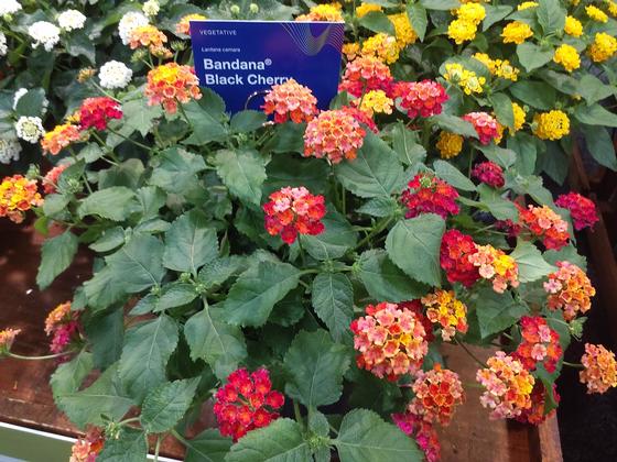 Lantana 'Bandana® Black Cherry' - NEW 2023 from Rush Creek Growers