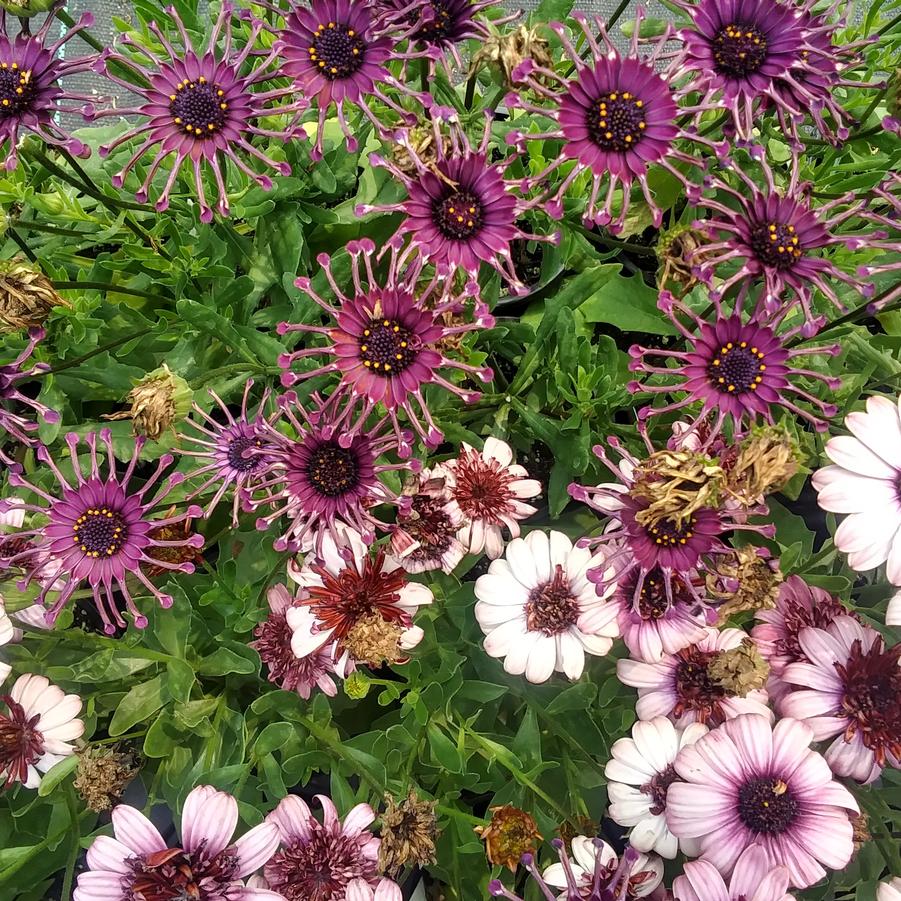 Osteospermum 'FlowerPower™ Spider Purple' - from Rush Creek Growers