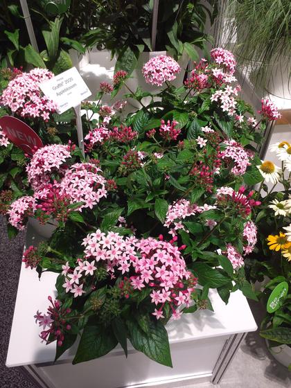 Pentas 'Graffiti® 20/20 Appleblossom' - NEW 2023 from Rush Creek Growers