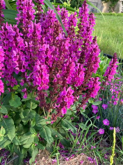 Salvia 'Bumbleberry' - Garden Sage NEW 2023 from Rush Creek Growers