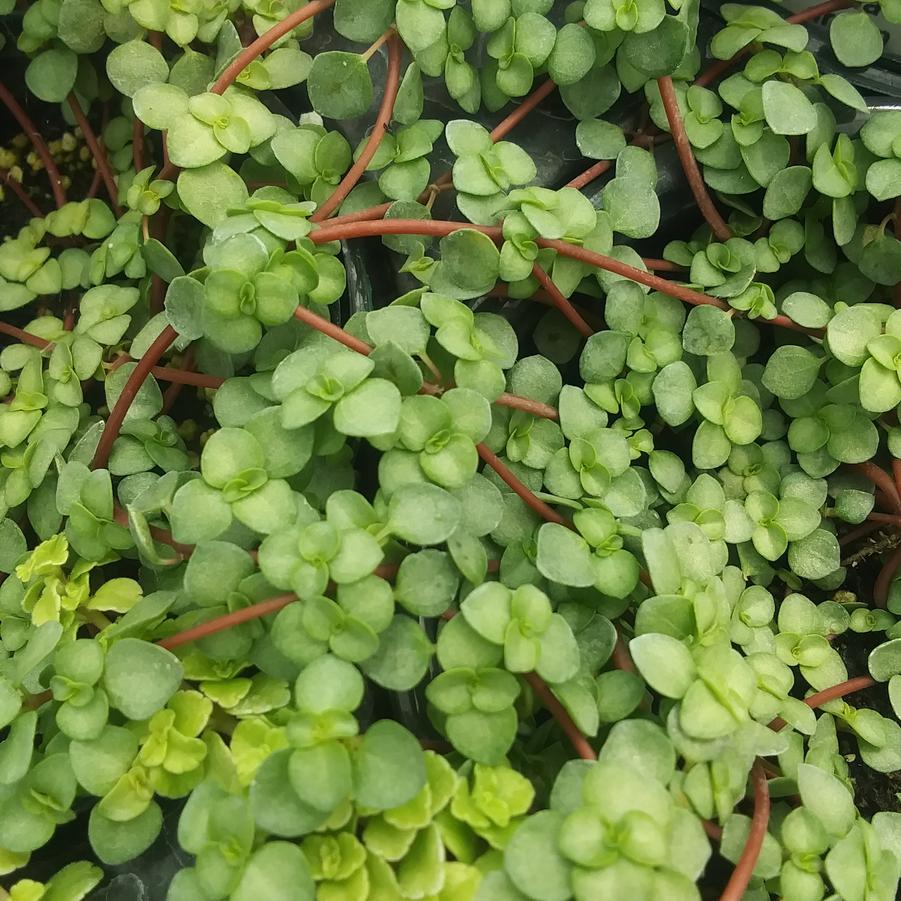 Pilea glauca 'Mystifall' - from Rush Creek Growers