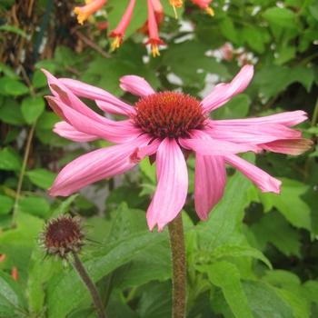 Photo courtesy of Garden Center Marketing