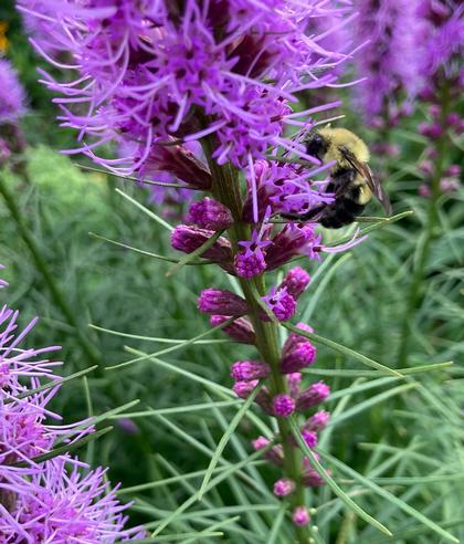 Liatris ligulistylis - Meadow Blazing Star NEW 2023 from Rush Creek Growers