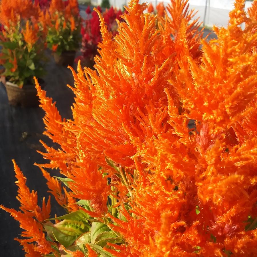 Celosia 'Flamma Orange' - from Rush Creek Growers