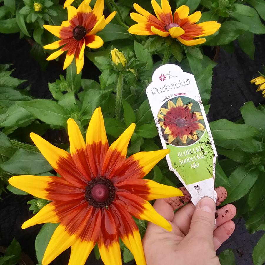 Rudbeckia 'Sunbeckia Mia' - from Rush Creek Growers