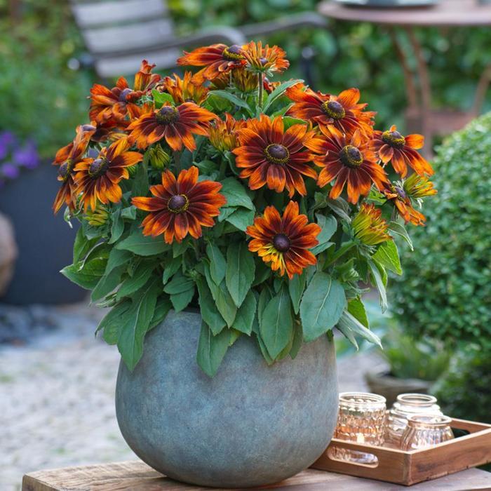 Rudbeckia 'Sunbeckia Sarah' - from Rush Creek Growers