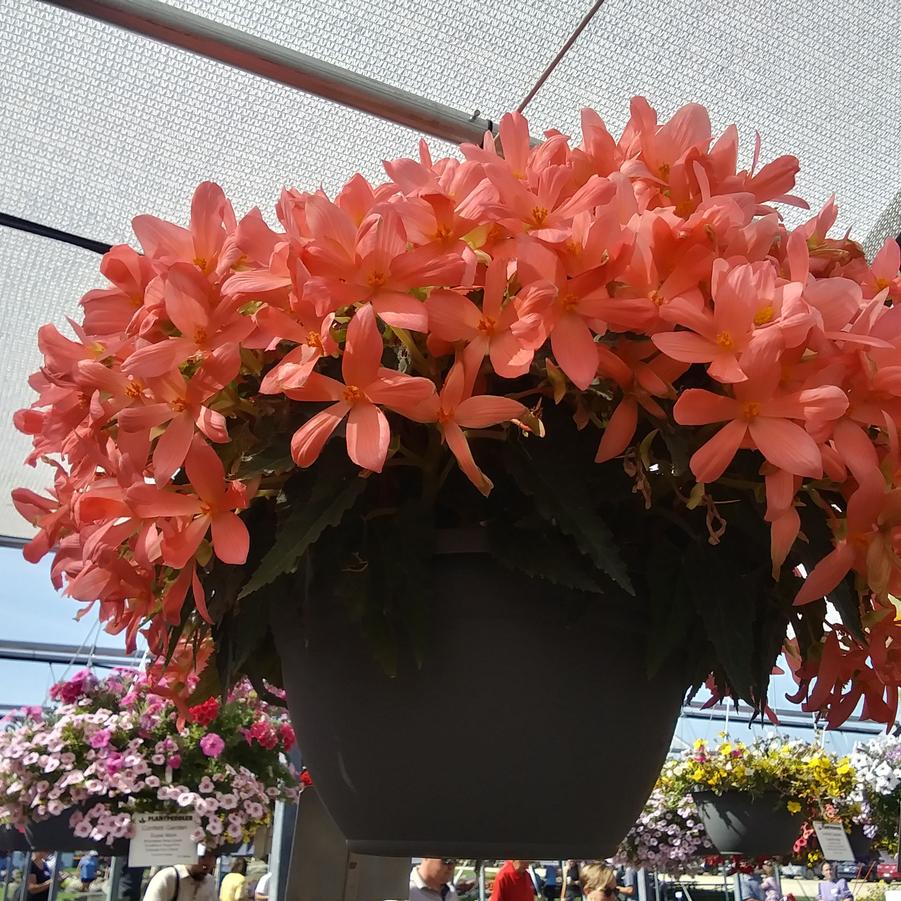 Begonia Florencio™ 'Pink' - Begonia from Rush Creek Growers