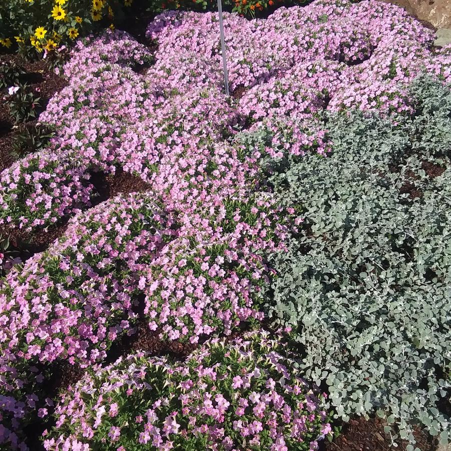 Petunia 'Itsy™ Pink' - Petunia from Rush Creek Growers