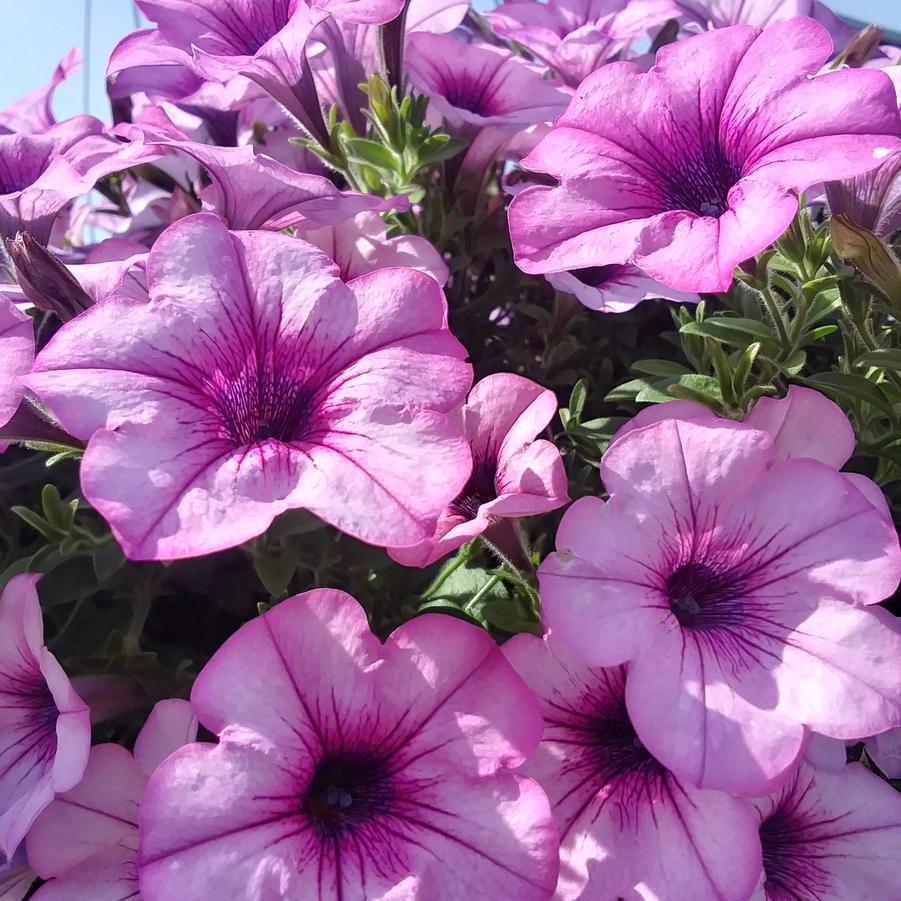 Petunia 'Capella™ Pink Lace' - Petunia from Rush Creek Growers