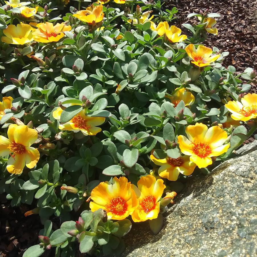 Portulaca oleracea Mega Pazzaz™ 'Mango Twist' - Portulaca from Rush Creek Growers