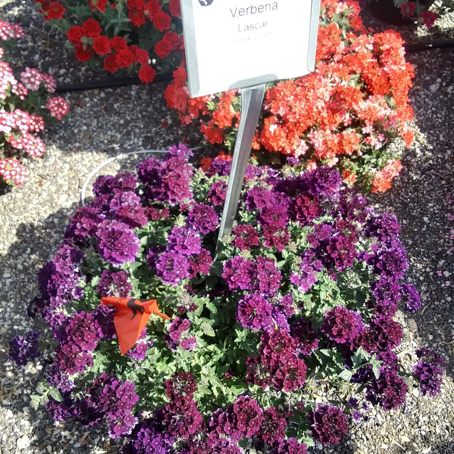 Verbena 'Lascar™ Black Velvet' - from Rush Creek Growers