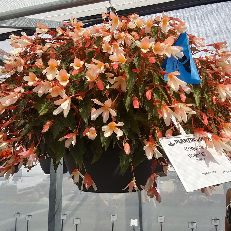 Begonia 'Boliviensis-Assortment' - from Rush Creek Growers