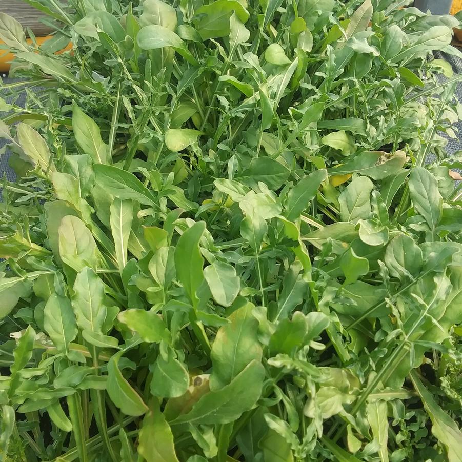 Reseda Luteola - Weld from Rush Creek Growers