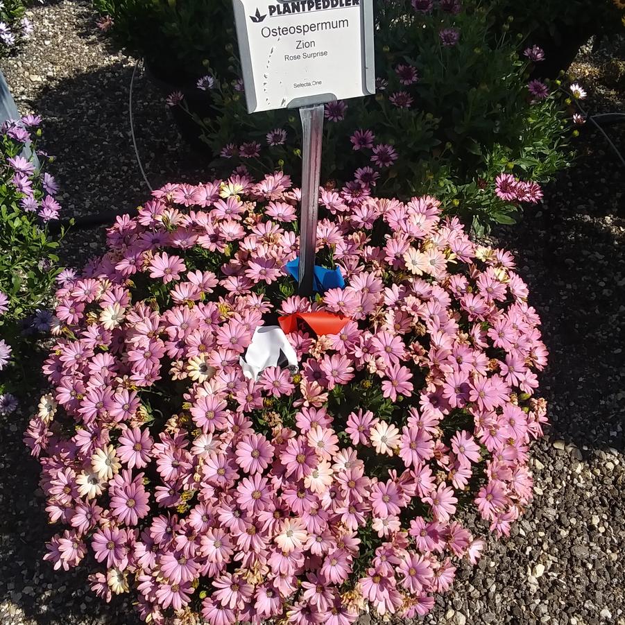 Osteospermum 'Zion™ Rose Surprise' - from Rush Creek Growers