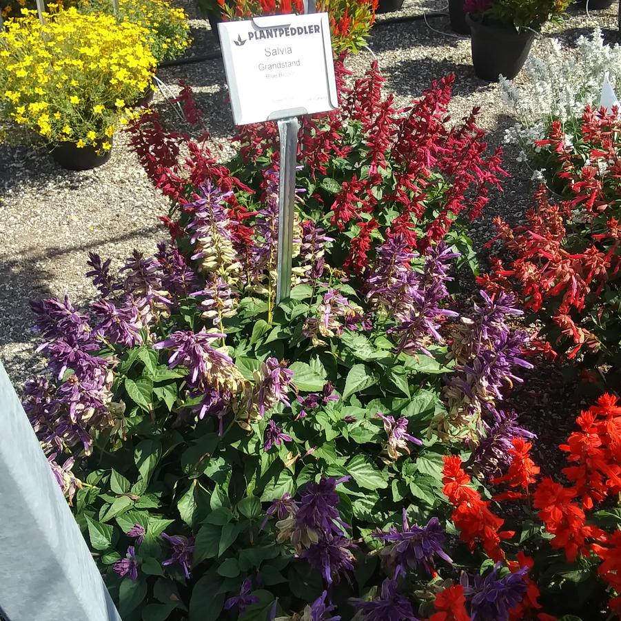 Salvia splendens 'Grandstand® Blue Bicolor' - from Rush Creek Growers