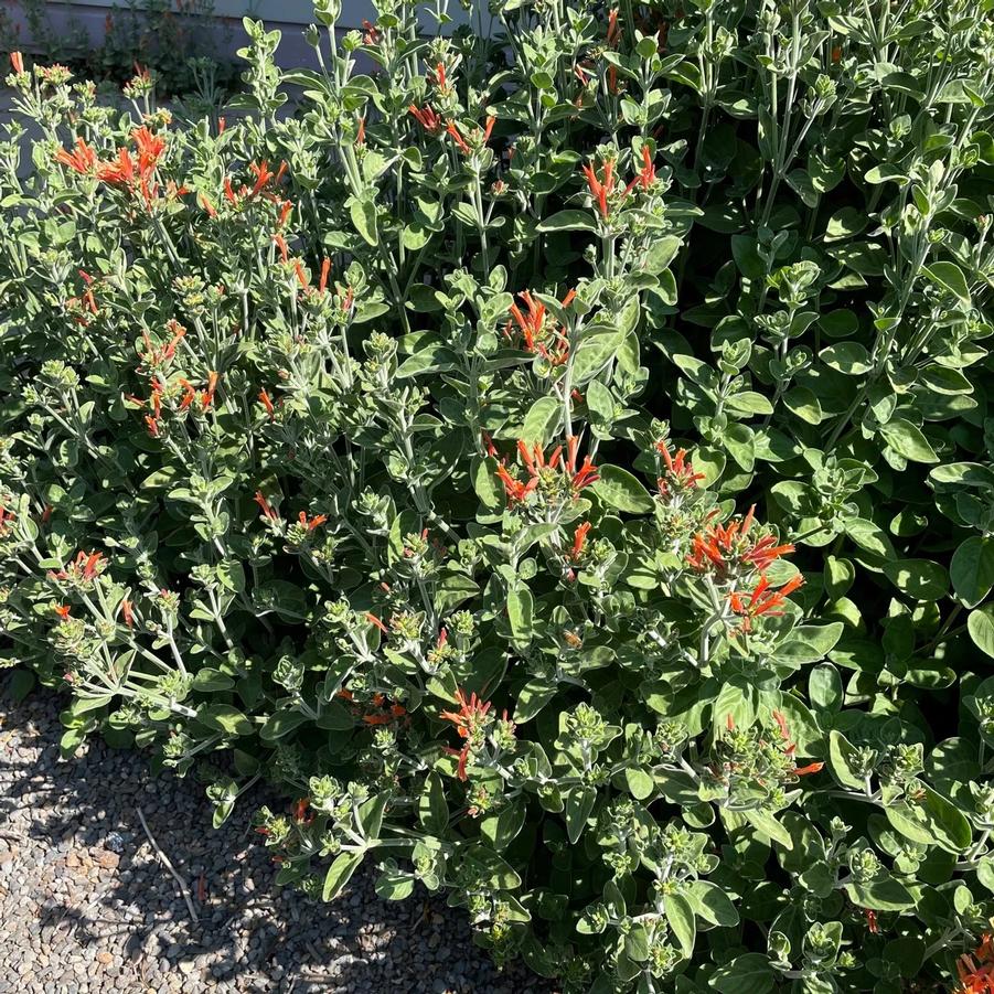 Photo courtesy of Little Prince Plants