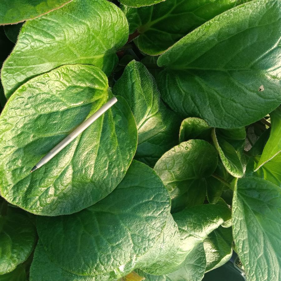 Bergenia ciliata 'Dumbo' - from Rush Creek Growers