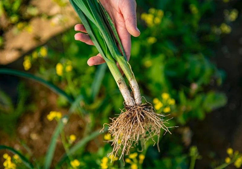 Photo courtesy of Row 7 Seed Co.