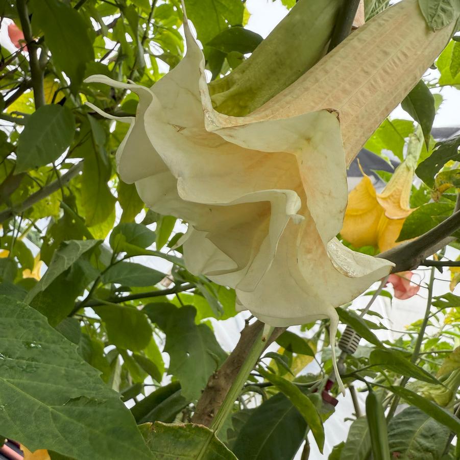 Brugmansia 'Angel's Daydream' - Angel's Trumpet from Rush Creek Growers