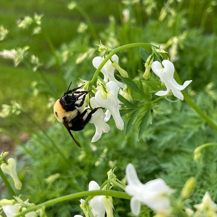 Dicentra 'AMORE Titanium' - Fern Leafed Bleeding Heart from Rush Creek Growers