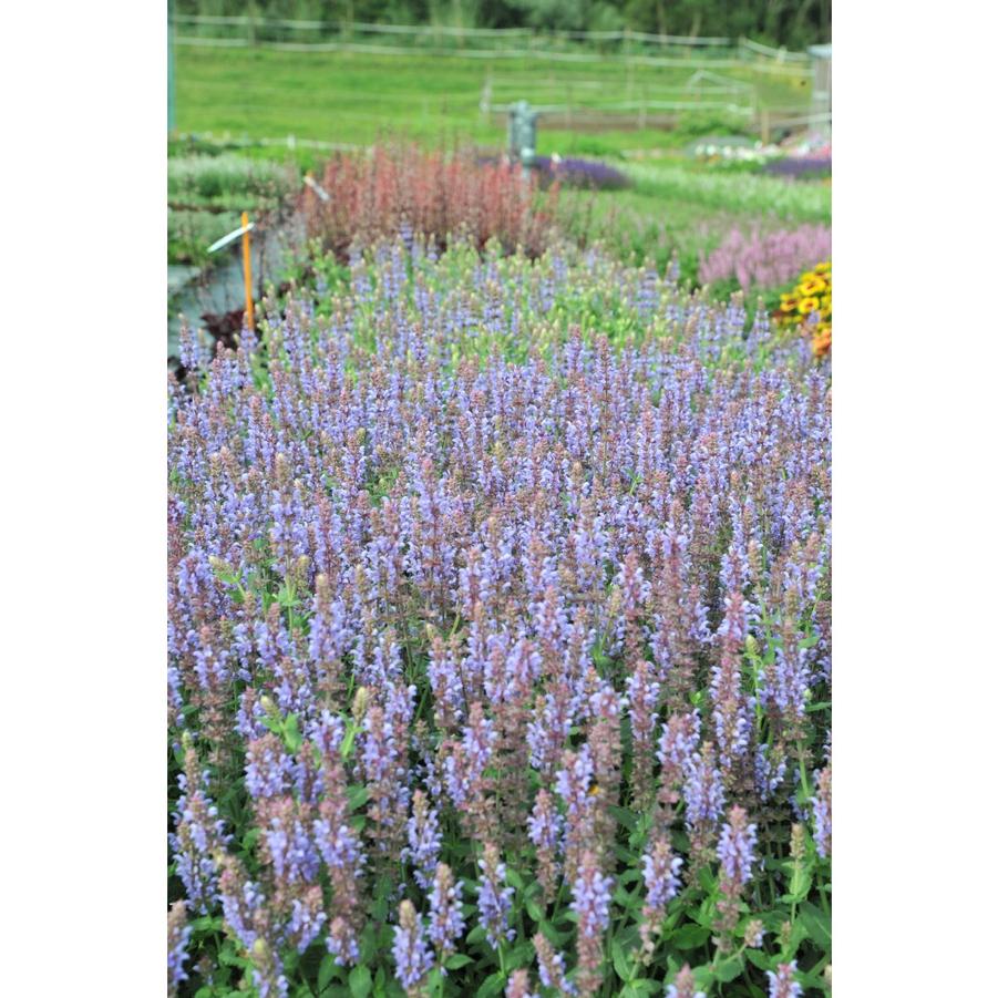 Salvia nemorosa 'Salute™ Ice Blue' - Garden Sage from Rush Creek Growers photo courtesy of Dummen