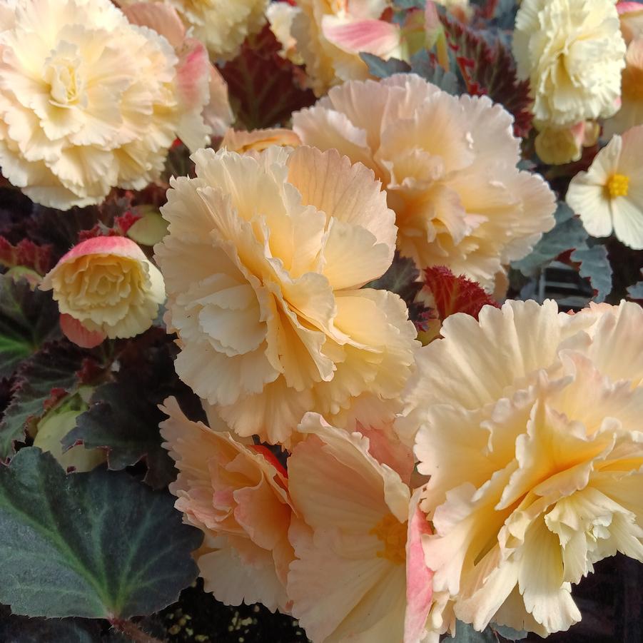 Begonia 'iCandy™ Vanilla Cream' - from Rush Creek Growers