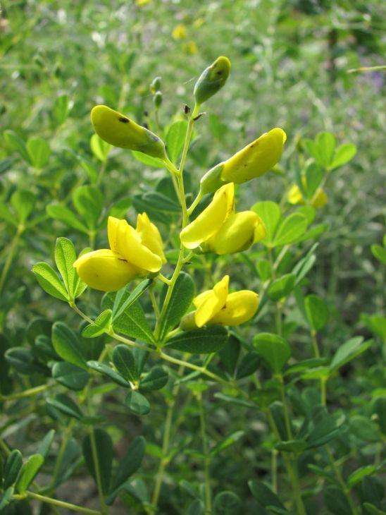 Photo courtesy of Prairie Moon Nursery