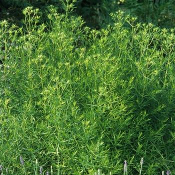 Photo sourced from Garden Center Marketing