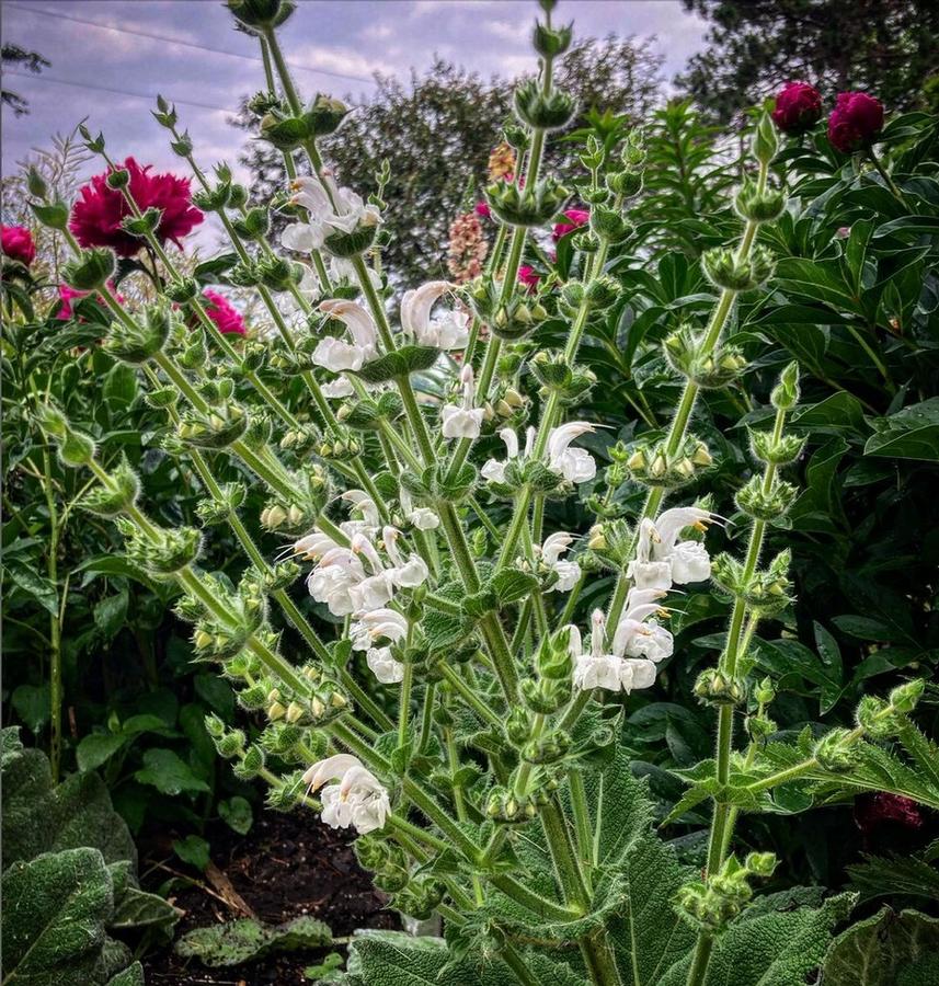 2nd year flowers on Salvia argentea 'Silver Sage' - from Rush Creek Growers