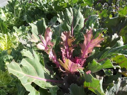 Flowering Kale 'Coral Queen' - from Rush Creek Growers