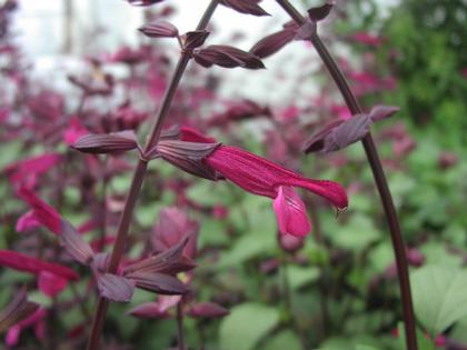 Salvia hybrid Love and Wishes