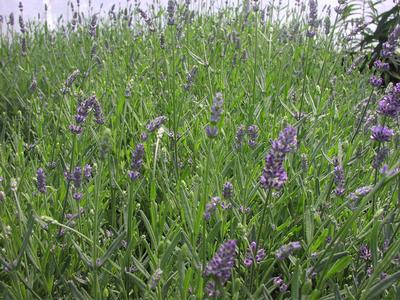 Lavender angustifolia SuperBlue